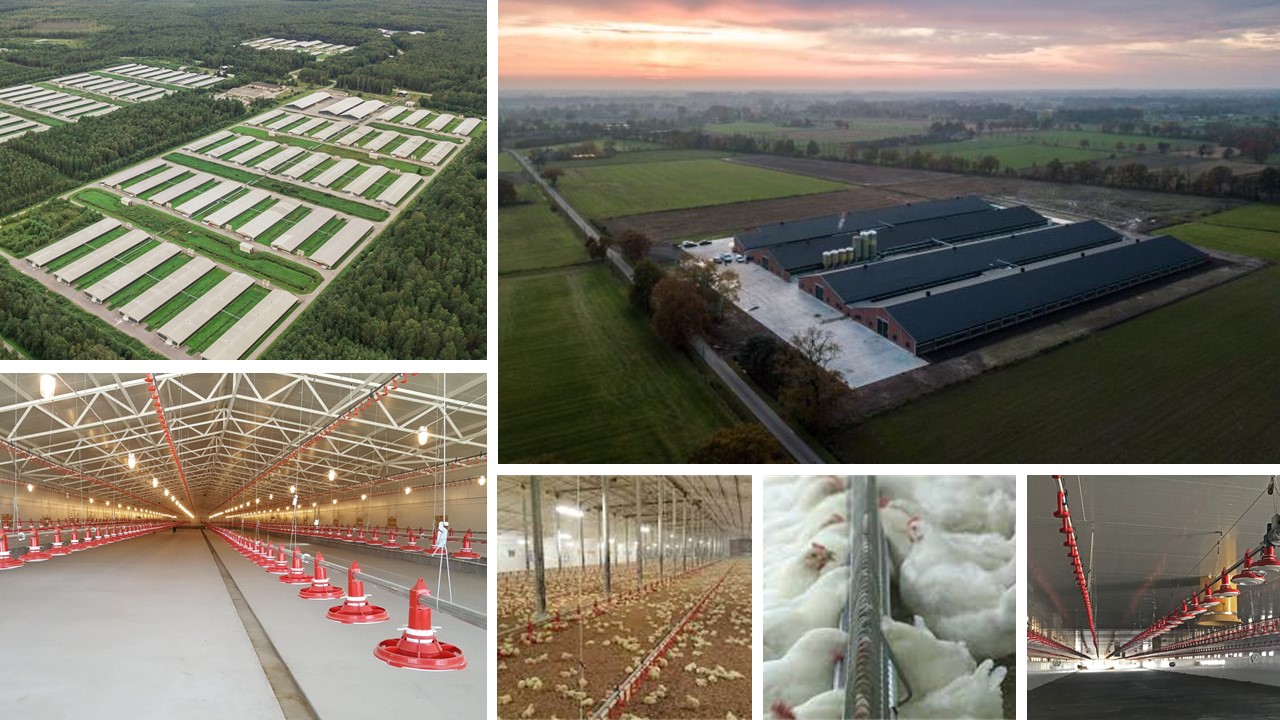 Webinar on the topic « Hatching egg production: along the route from the parent farm to hatchery»