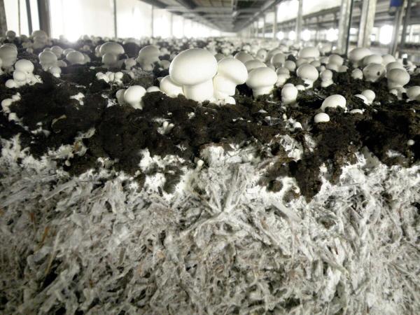 Mushroom and compost production plant